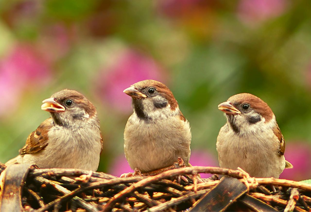 In the Wake of Sparrows